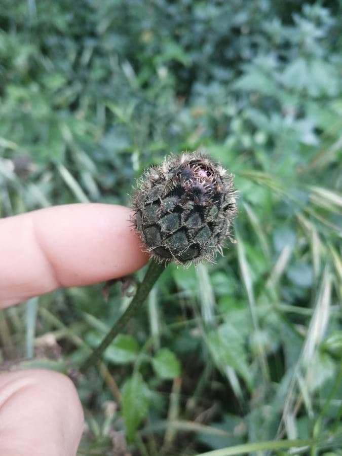Centaurea vedovina 5
