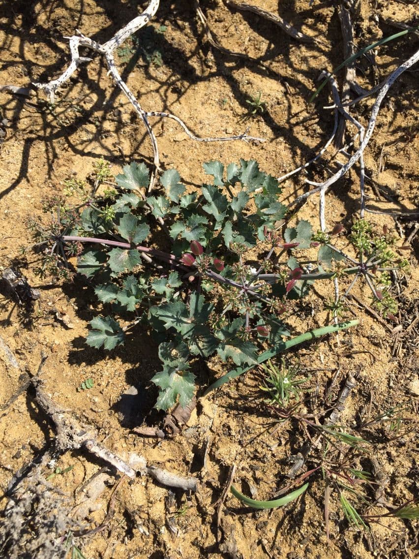 Lomatium 10