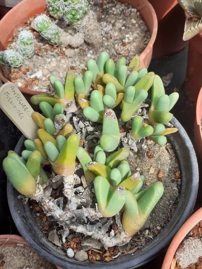 Antegibbaeum
