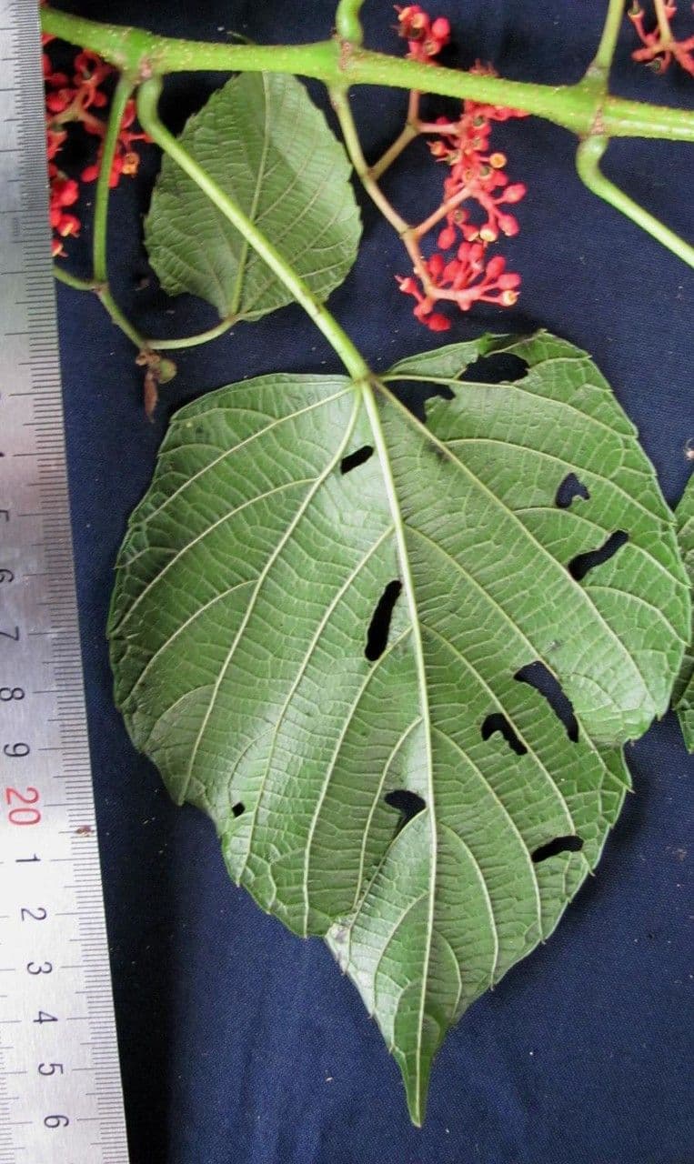 Cissus dwulistny 13