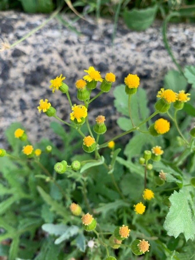 Senecio 3