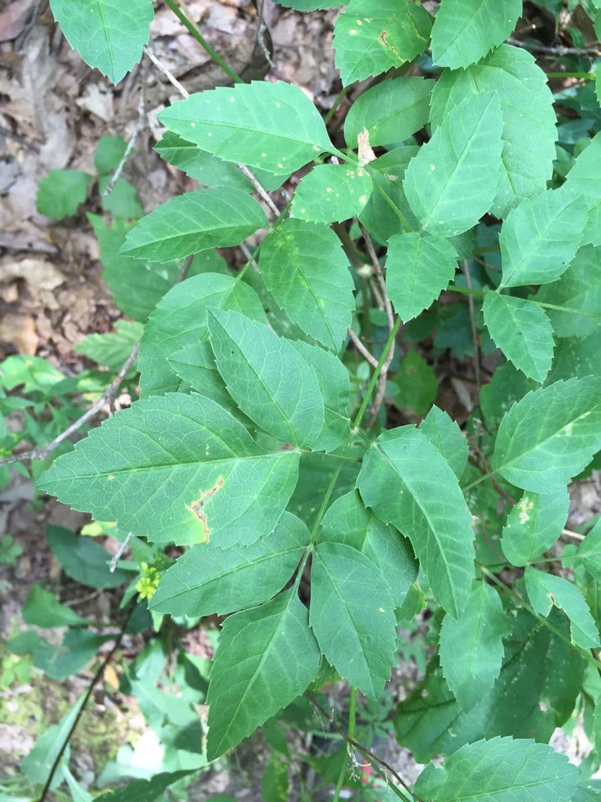 Ligusticum 3