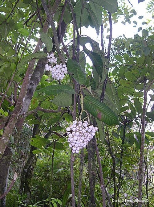 Psychotria 12