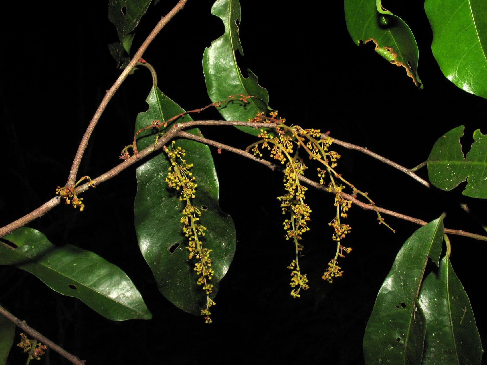 Iryanthera tessmannii