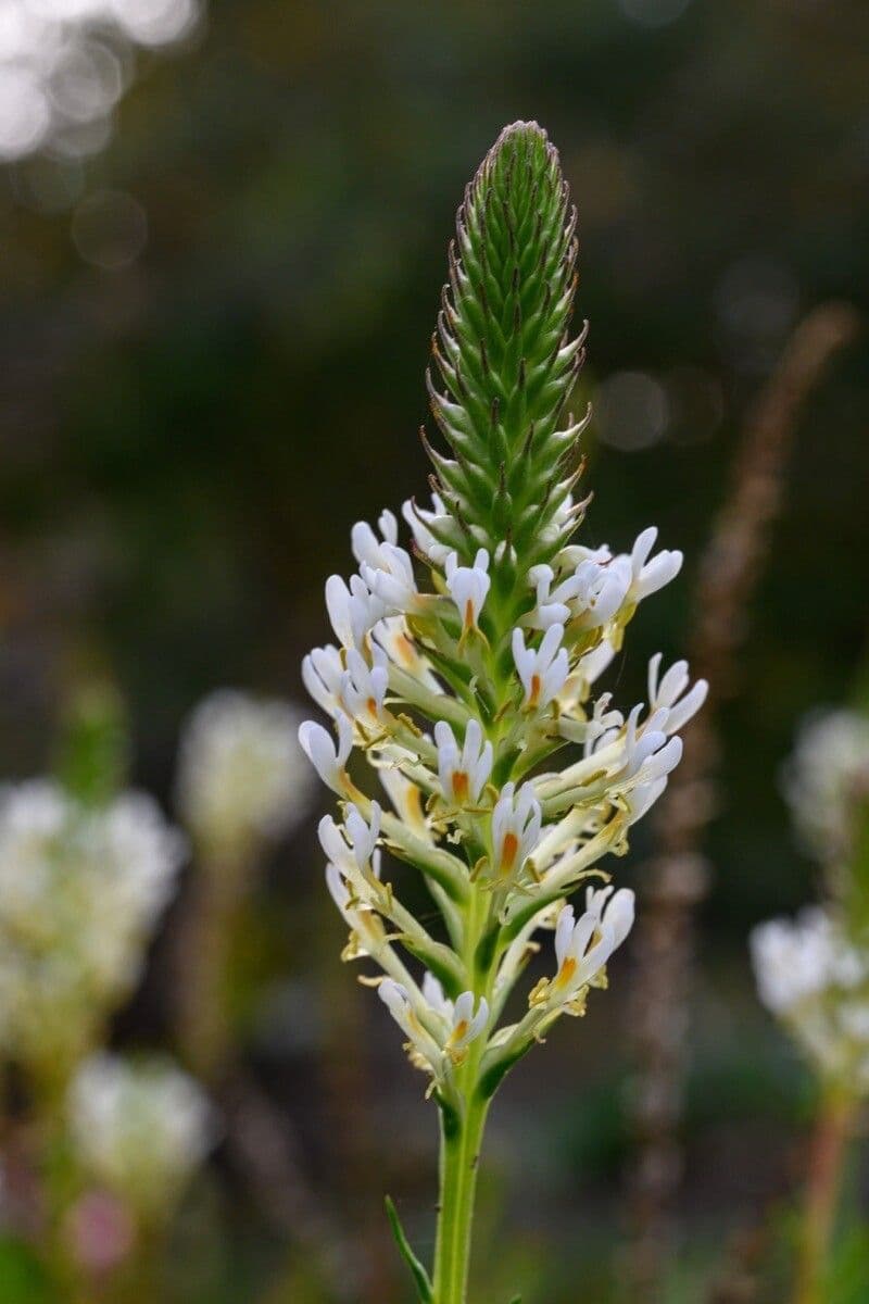 Hebenstretia 3