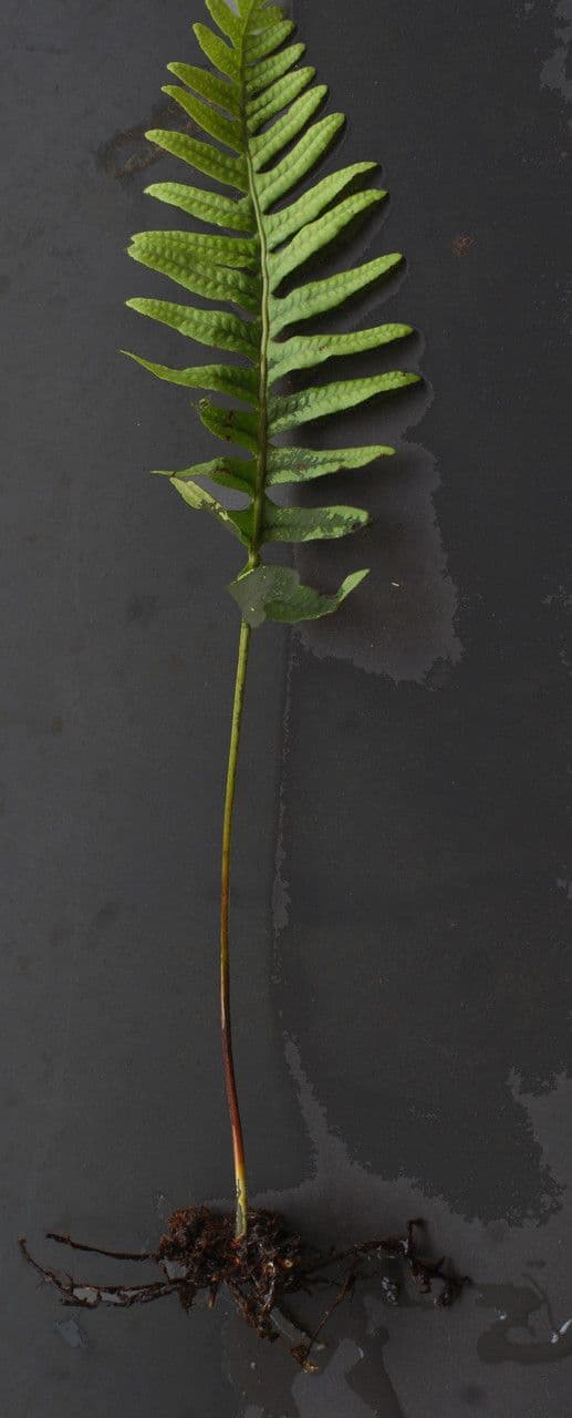 Polypode intermédiaire 14