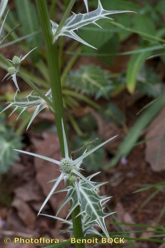 Panicaut 16