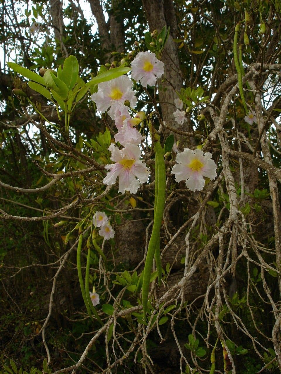 Tabebuia bledá 26