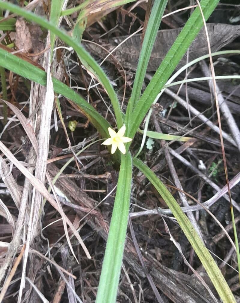 Hypoxis 6