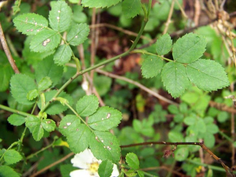 Rosa 28