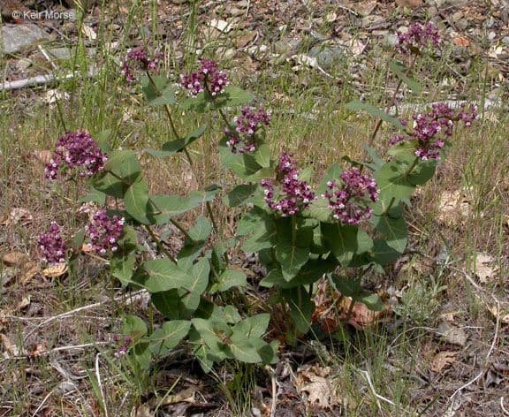 Asclepias 9