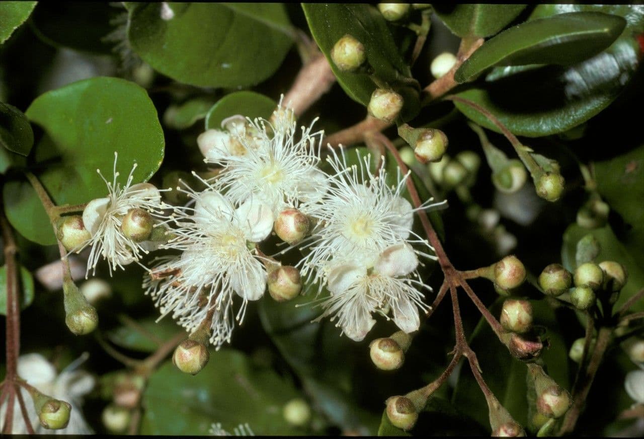 Myrceugenia 3