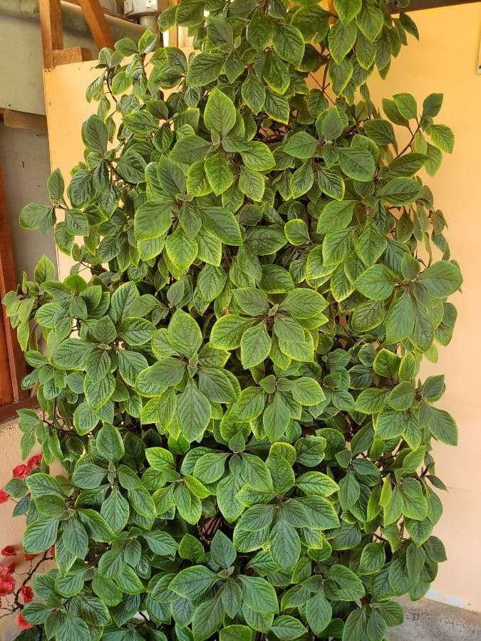 Plectranthus 13