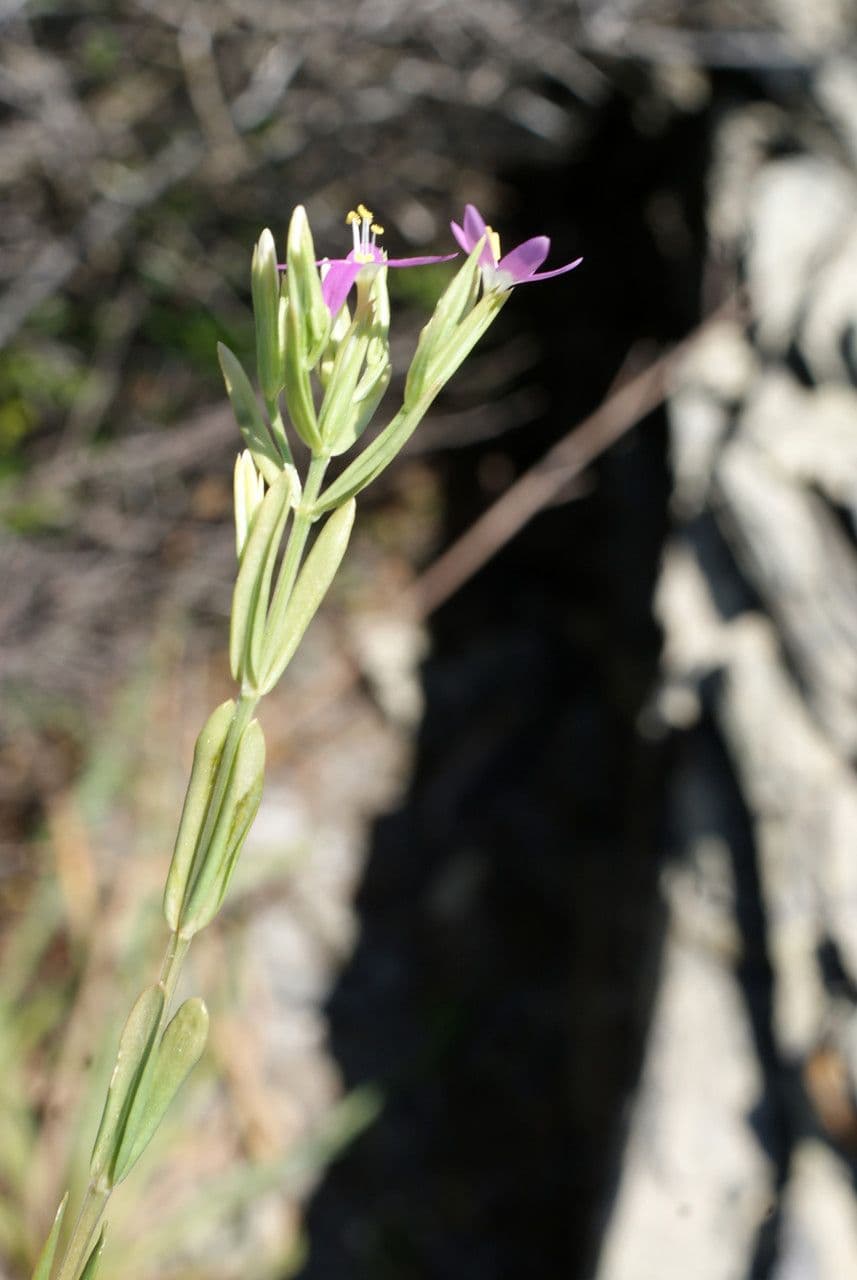 Centaurella tenuiflora 15