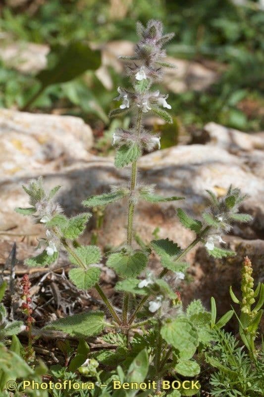 Sideritis