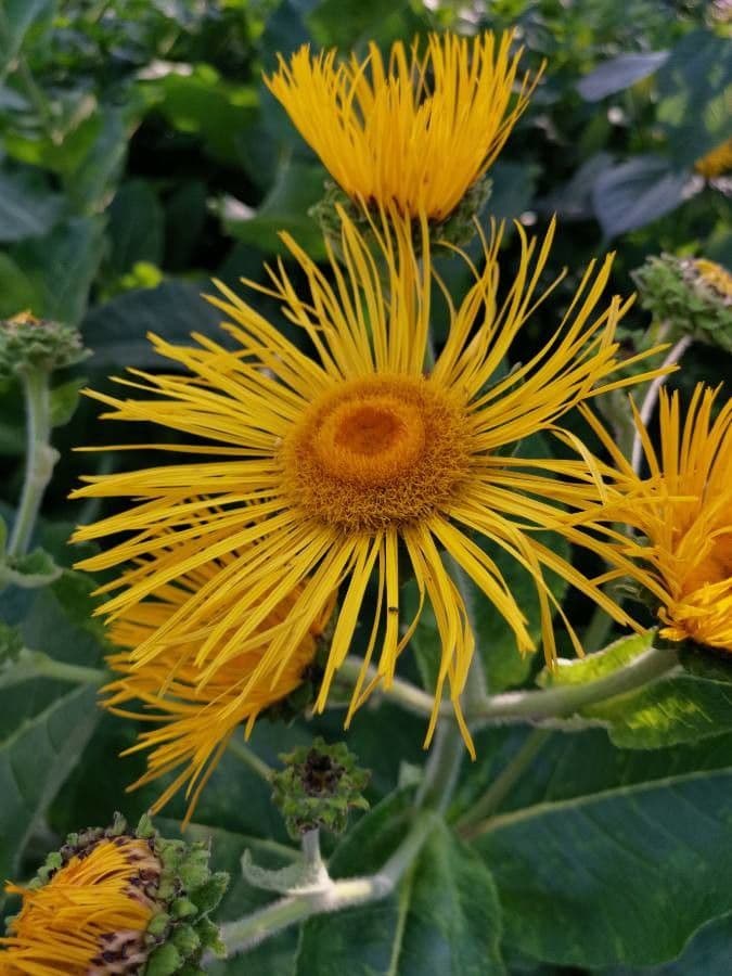 Inula 5