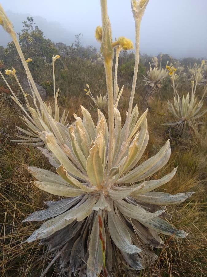 Frailejón