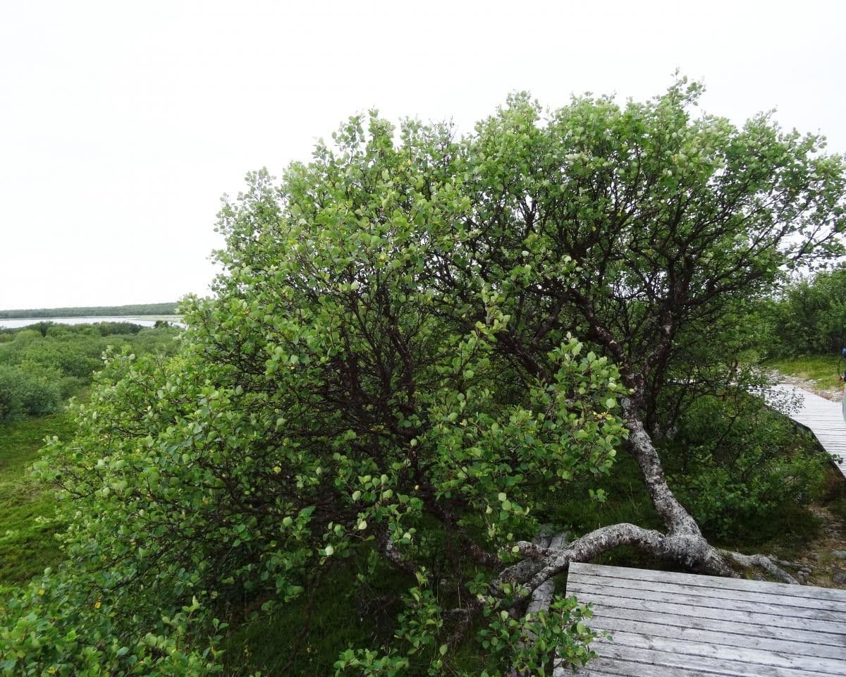 Betula humilis 10