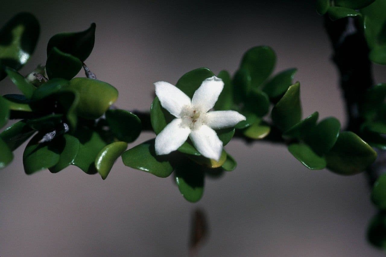 Randia Aculeata 9