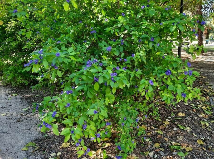 Lycianthes 13