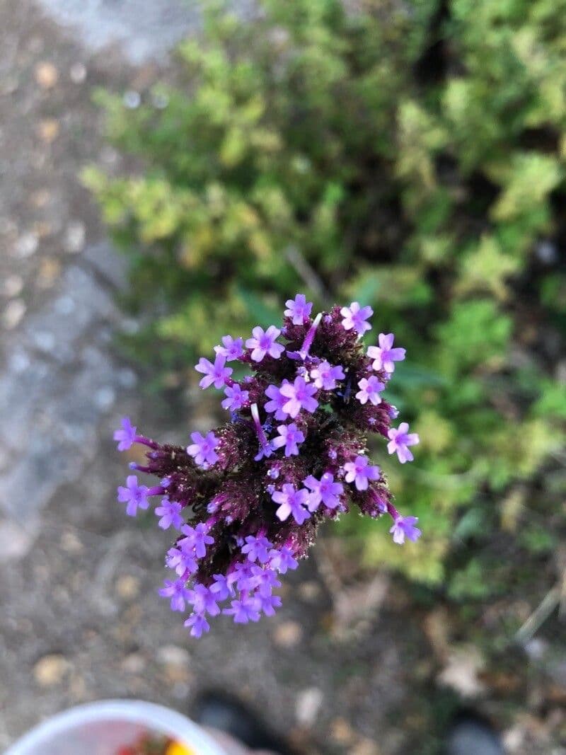 Verbena 8