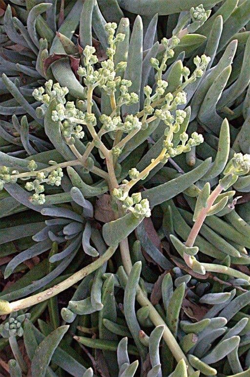 Dudleya verde 5