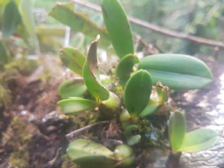 Bulbophyllum 18