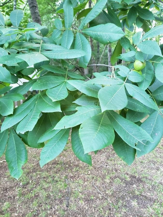 Glatter Hickory