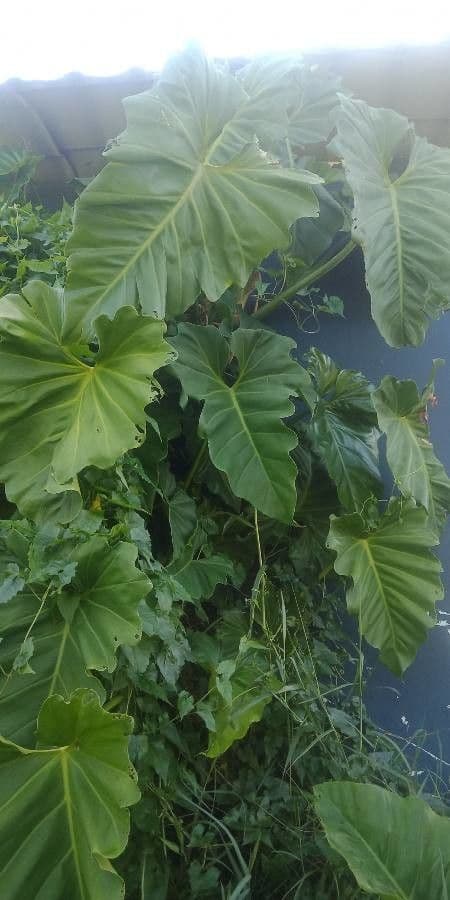 Philodendron