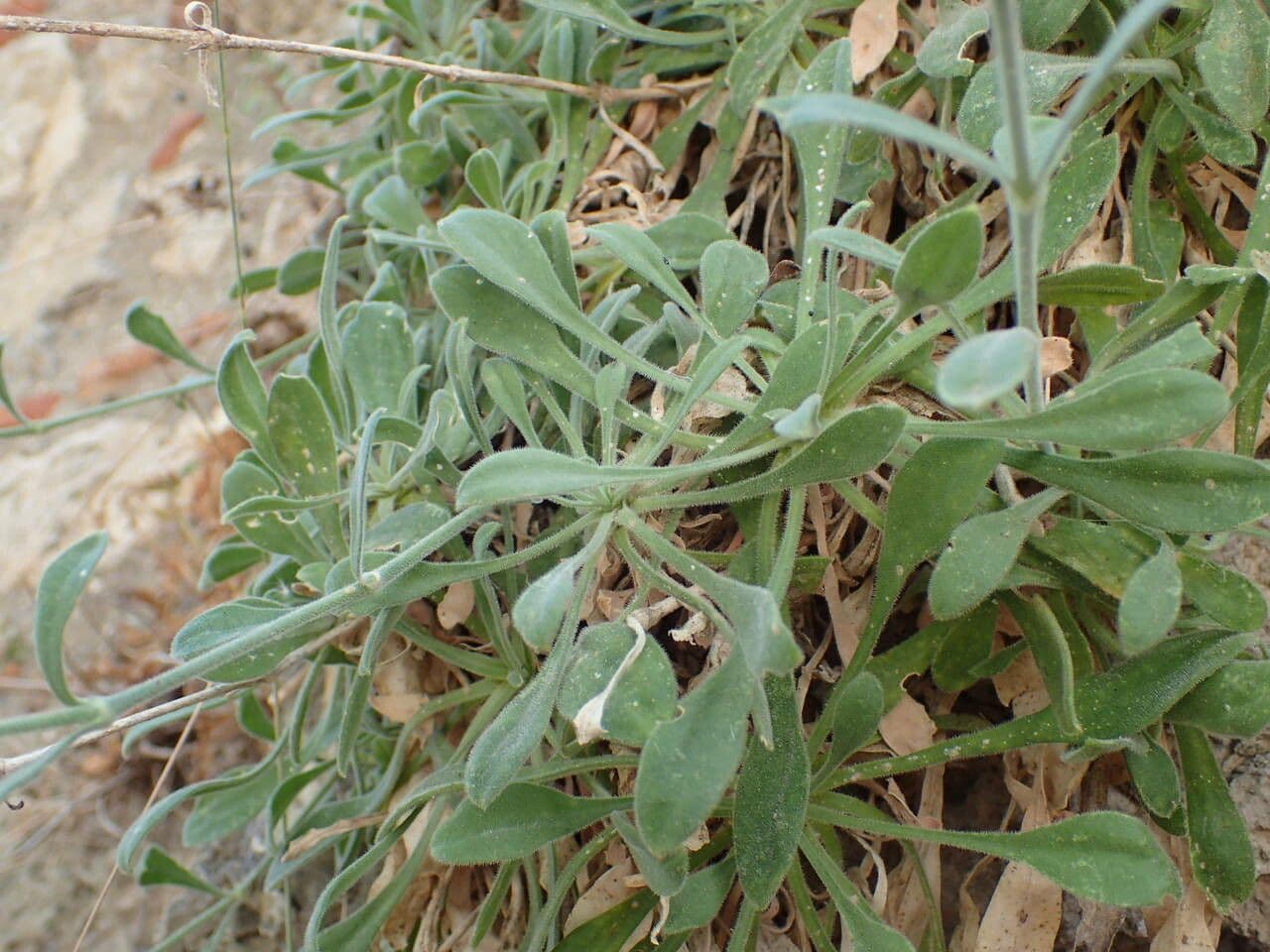 Silene agrupada 6