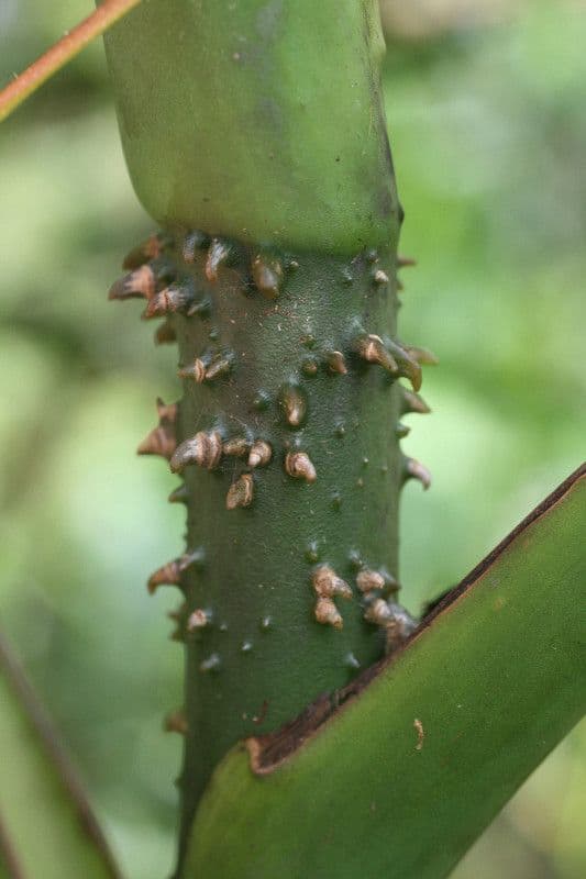Montrichardia 12