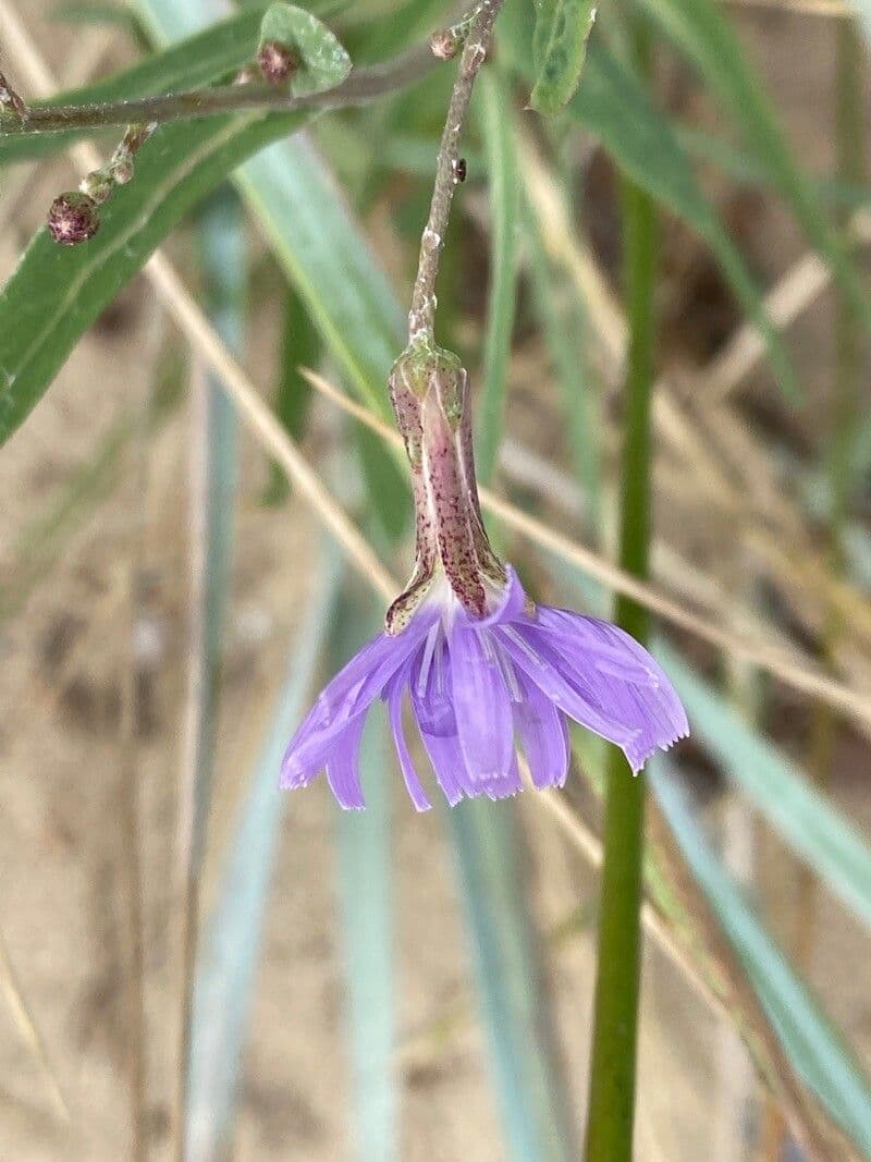 Lactuca tatarica 5