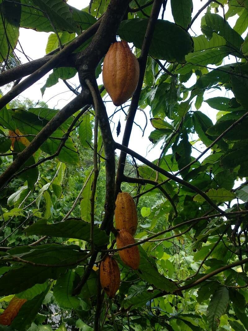 Cacao 28