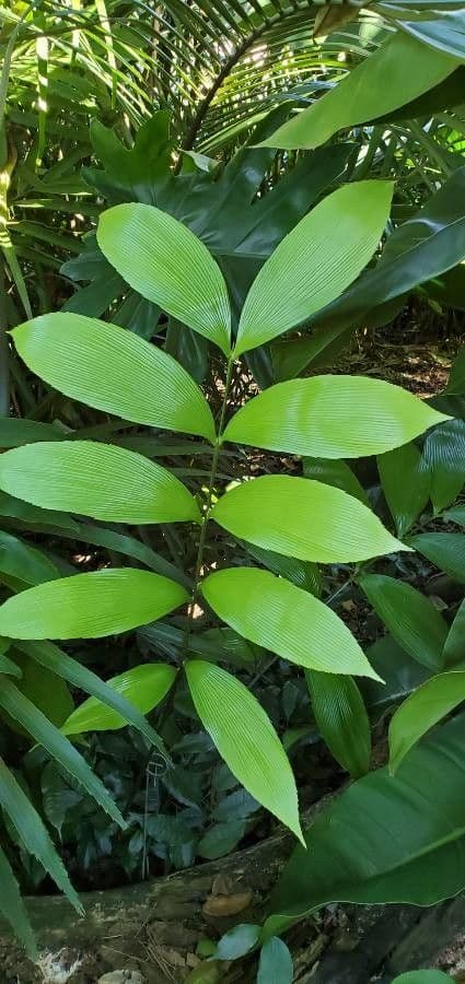 Zamia 3
