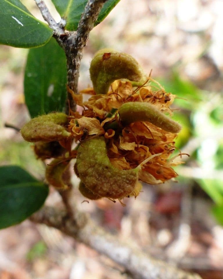 Cynometra ramiflora