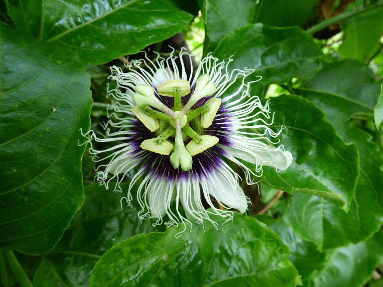 Eßbare Passionsblume 6