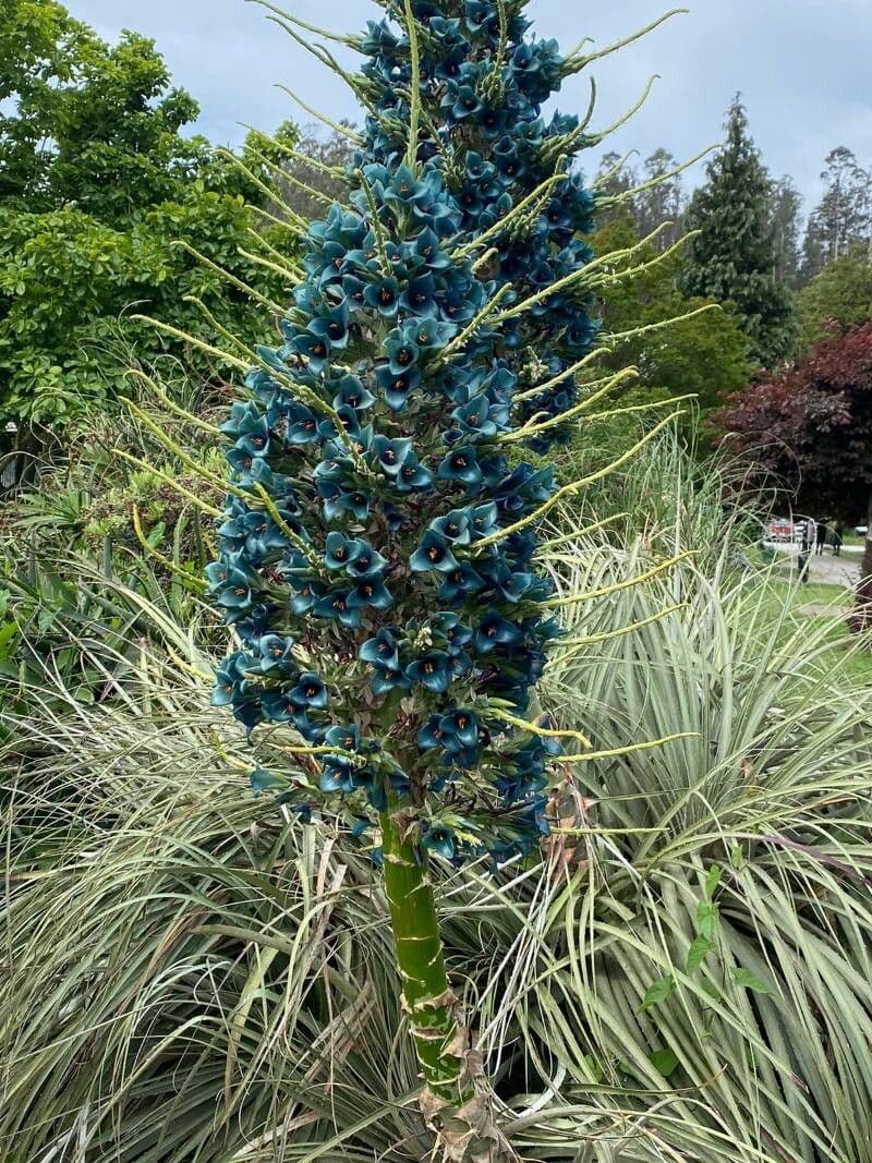 Puya 9