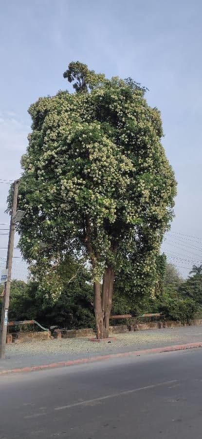 Alstonia