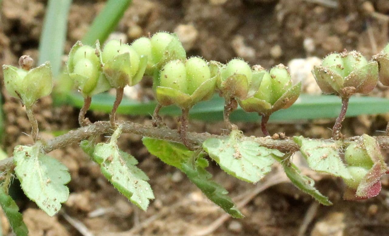 Veronica lucida 2