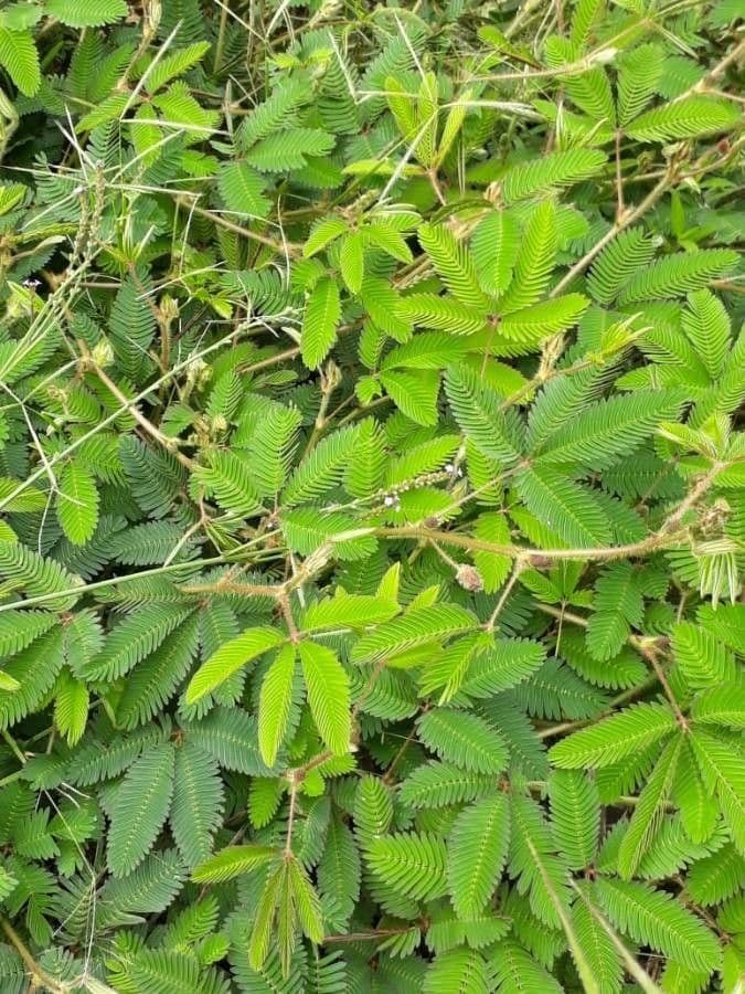 Mimosa pudica 20