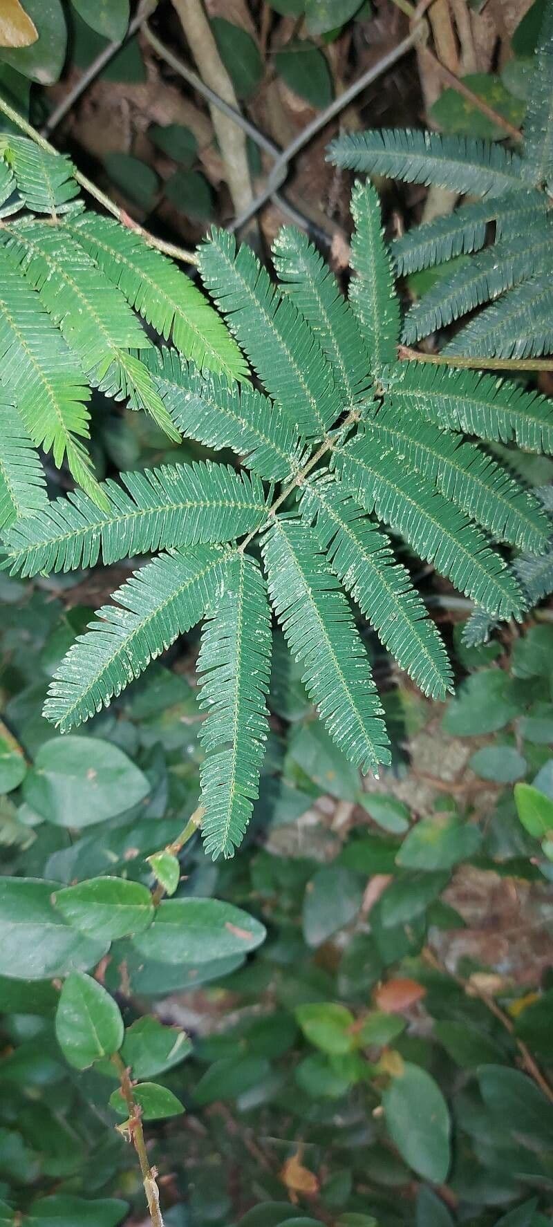 Calliandra 7
