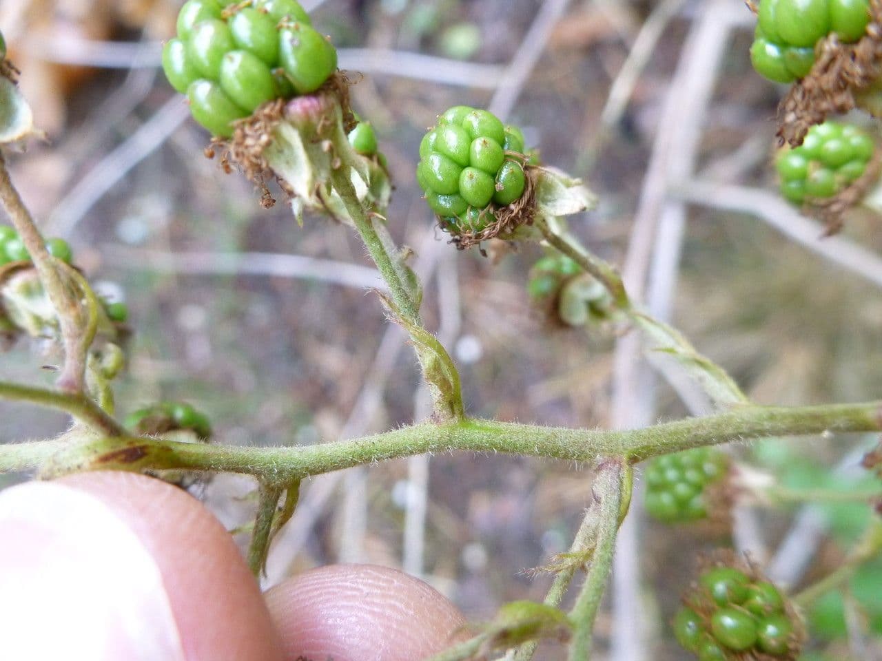 Berg-Brombeere 4
