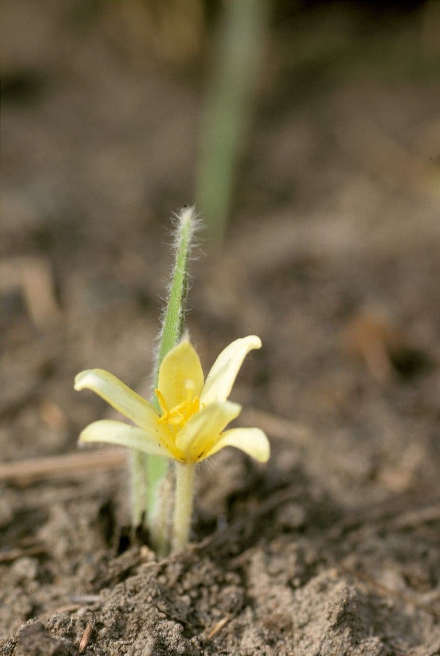 Curculigo pilosa 4
