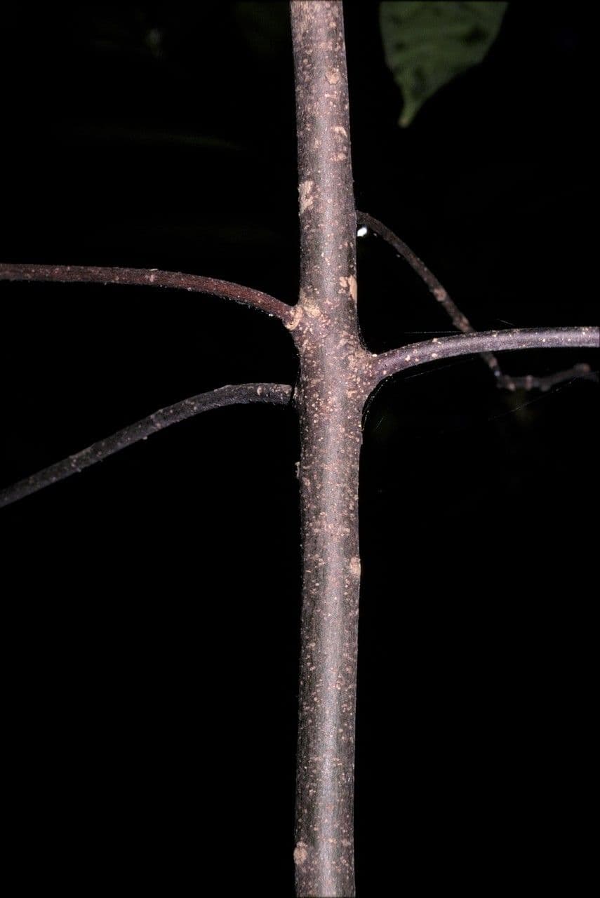 Baccaurea di Courtallum 3