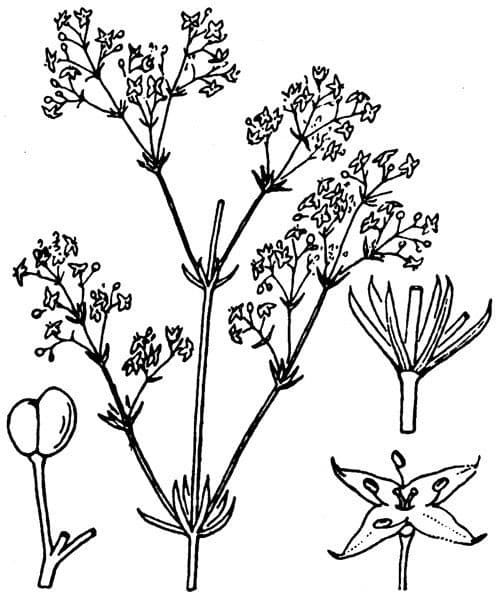 Rubiacea Cinerea 2