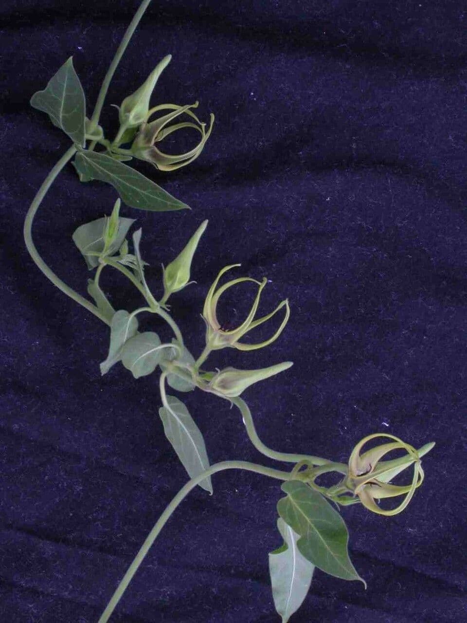 Oxypetalum 6