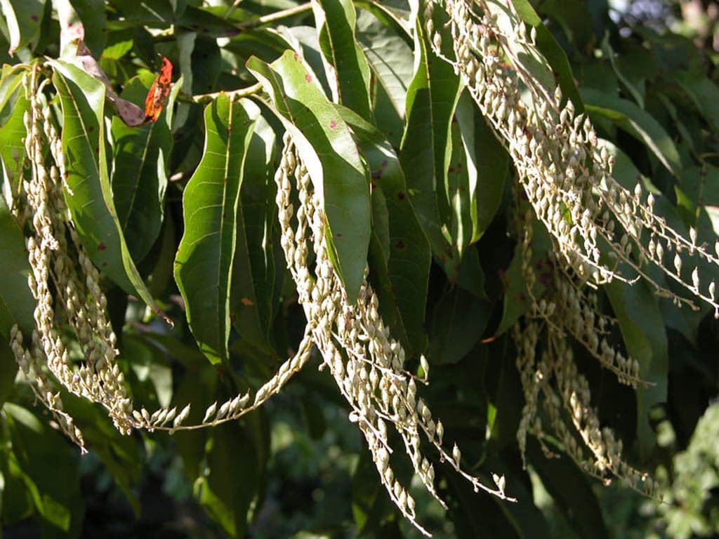 Oxydendrum