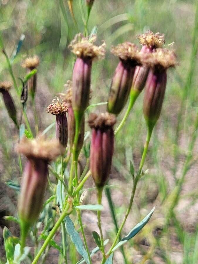 Porophyllum 2