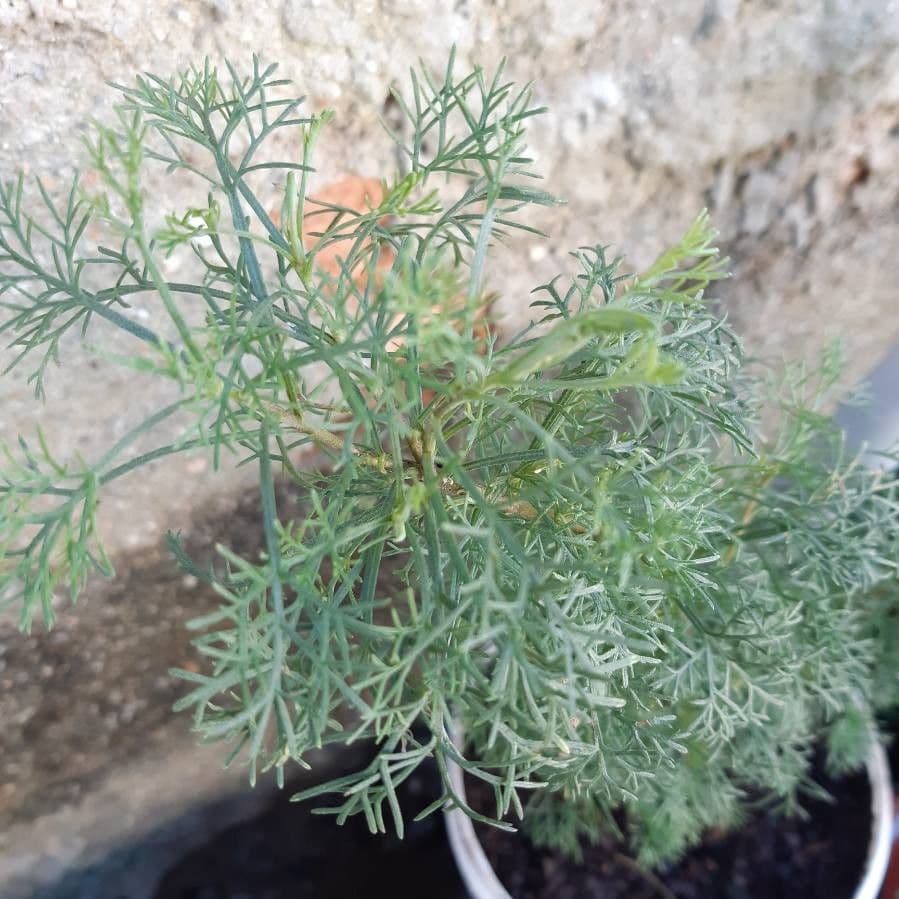 Weiße Artemisia 25