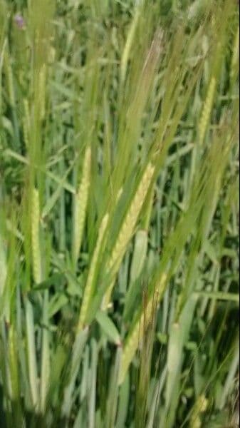 Orzo